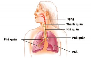 hen phế quản tàn phá hệ hô hấp